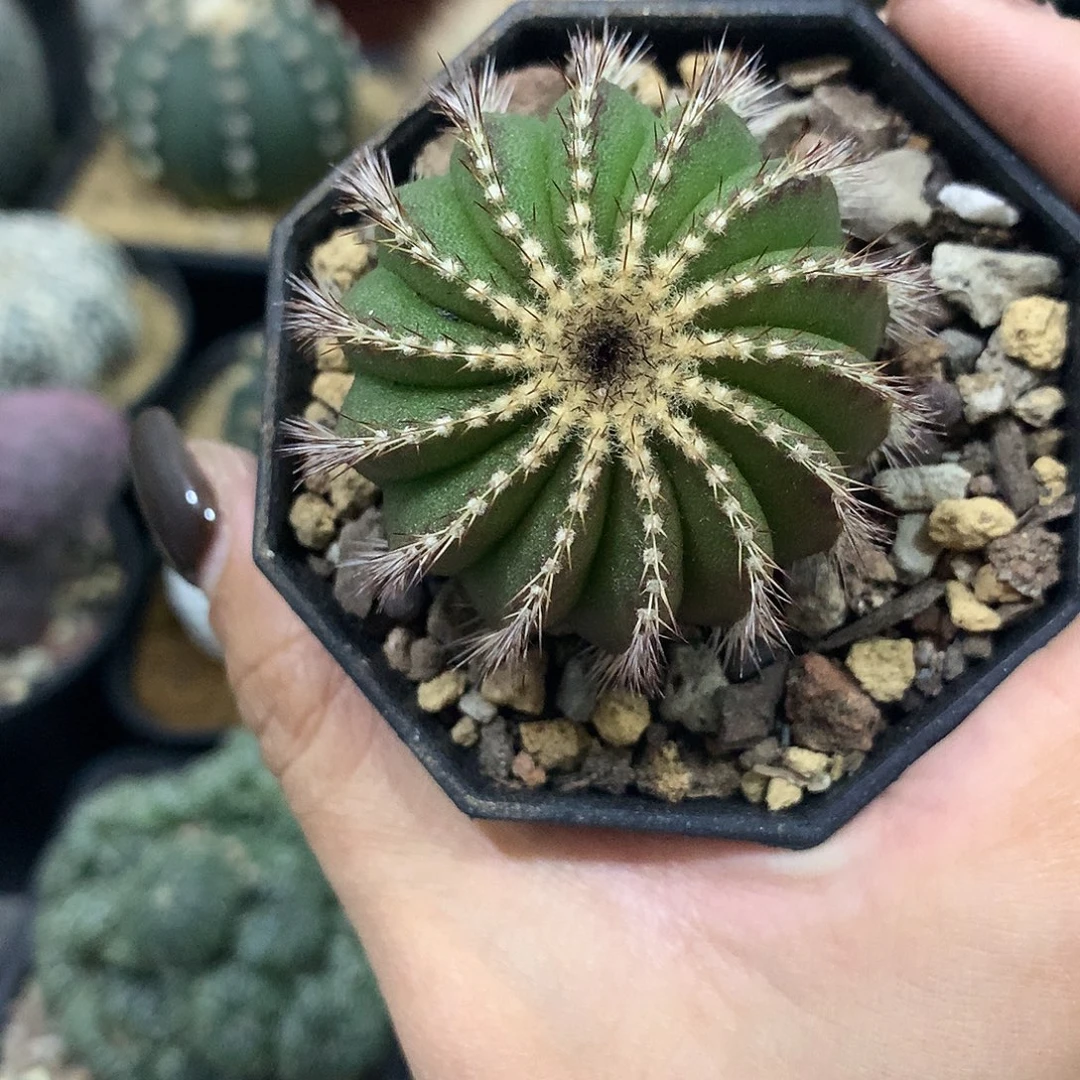 实生根尤伯球仙人球