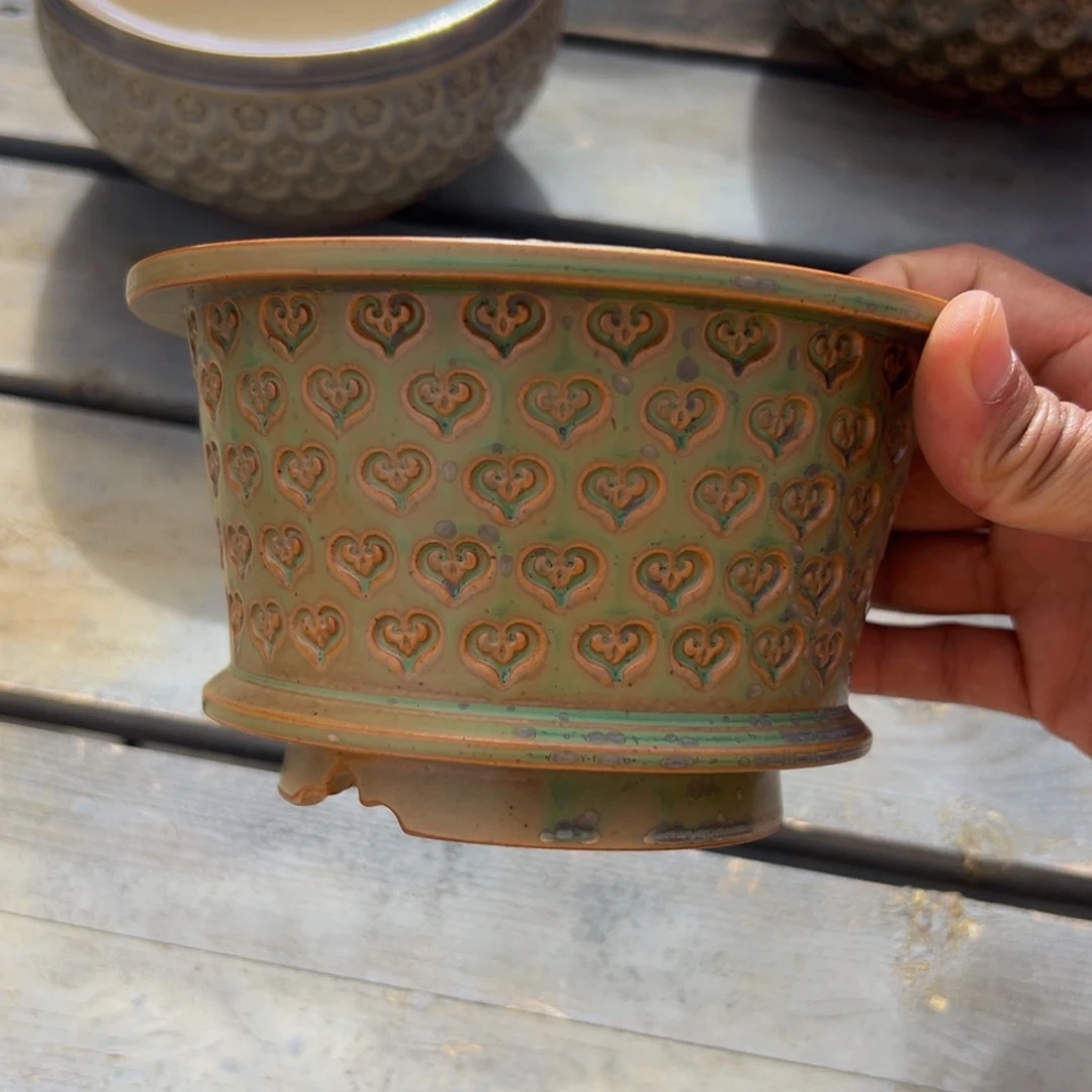 多肉一物一拍0601-12