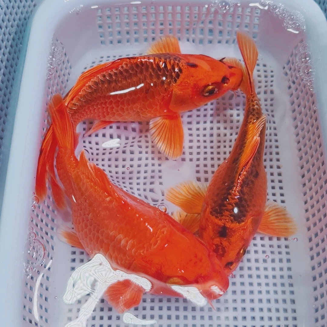 锦鲤锦鲤冷水鱼观赏151