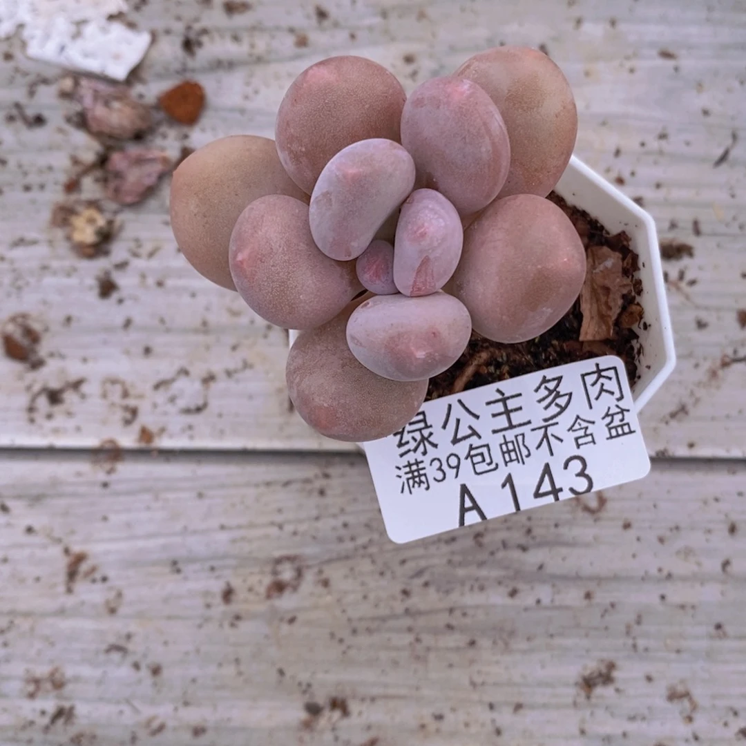 蛋黄奶单头143多肉植物