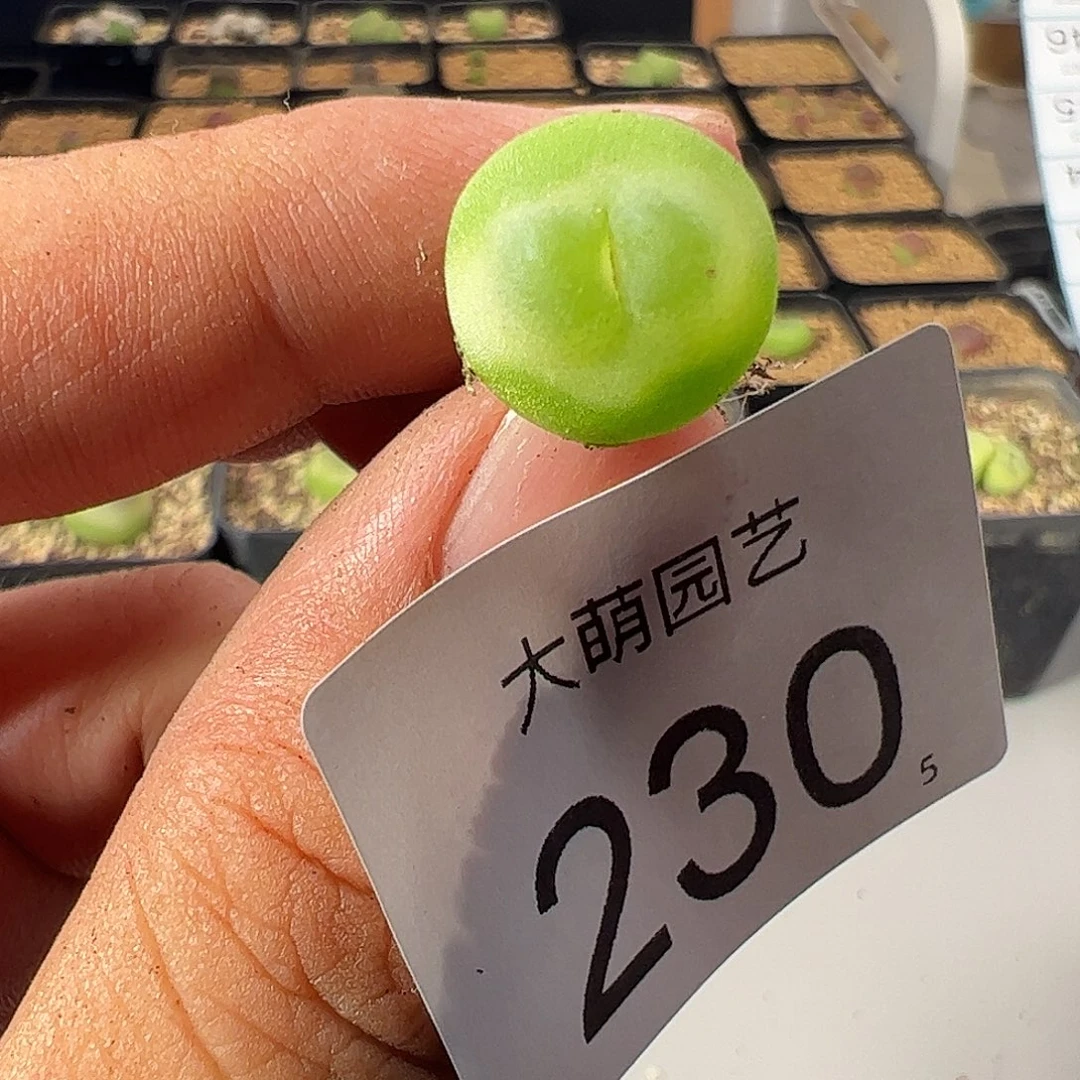 0000230 一物一拍……