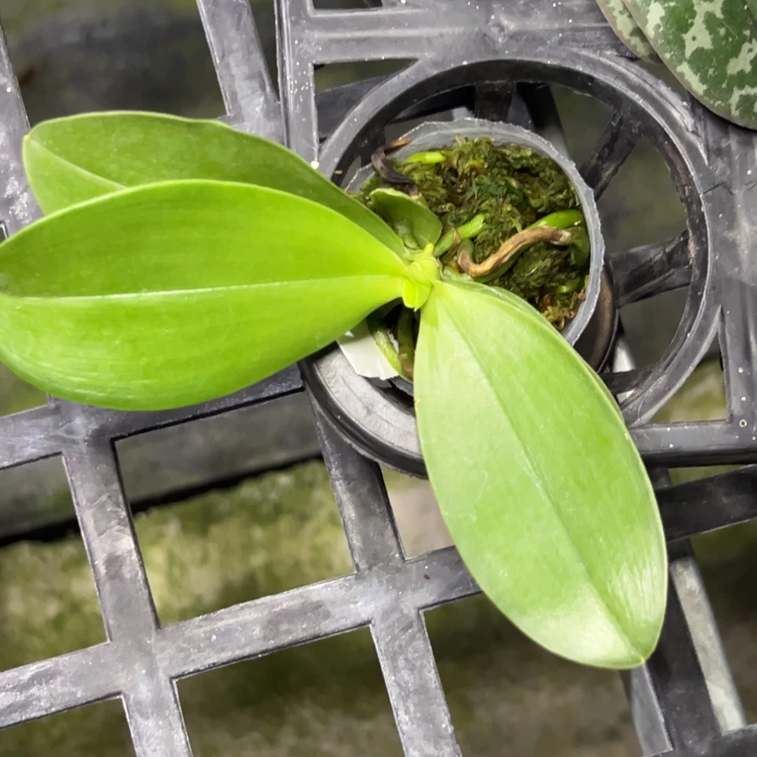 完全开放l129极光1.7