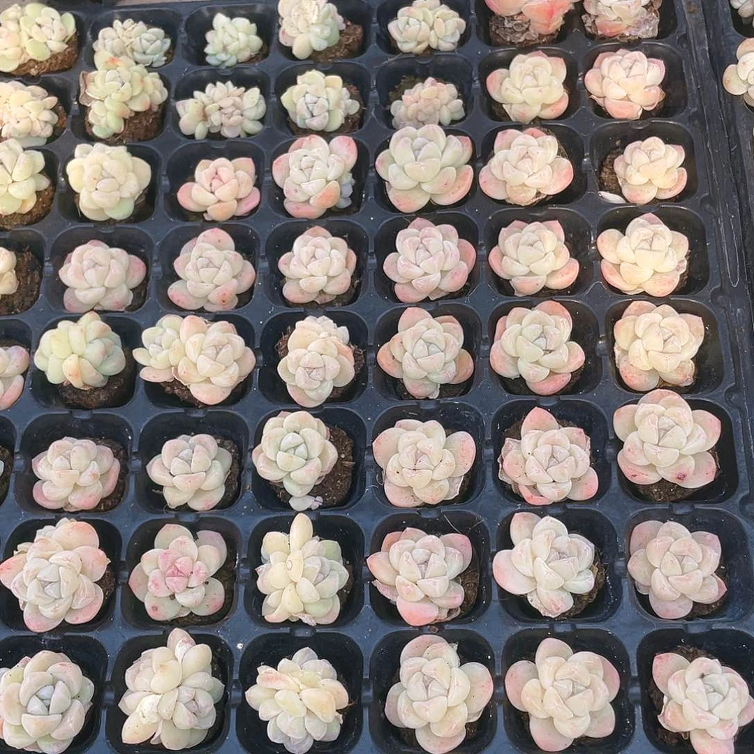 白体冰玉穴一个满25包邮