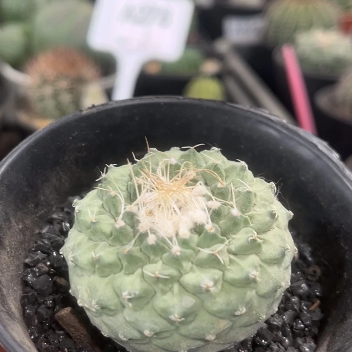 372实生菊水一物一拍