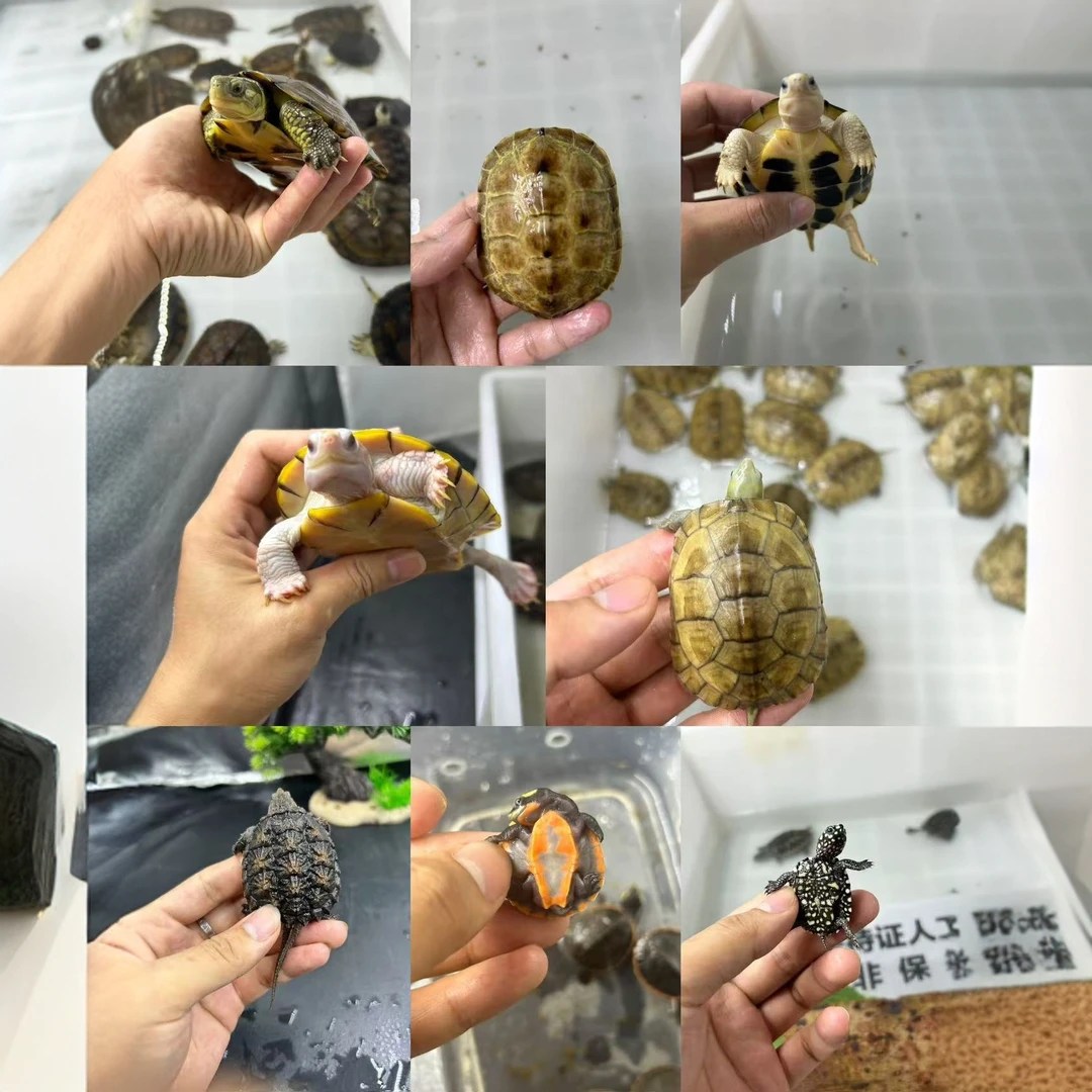 直播间挑选链接乌龟人工乌龟