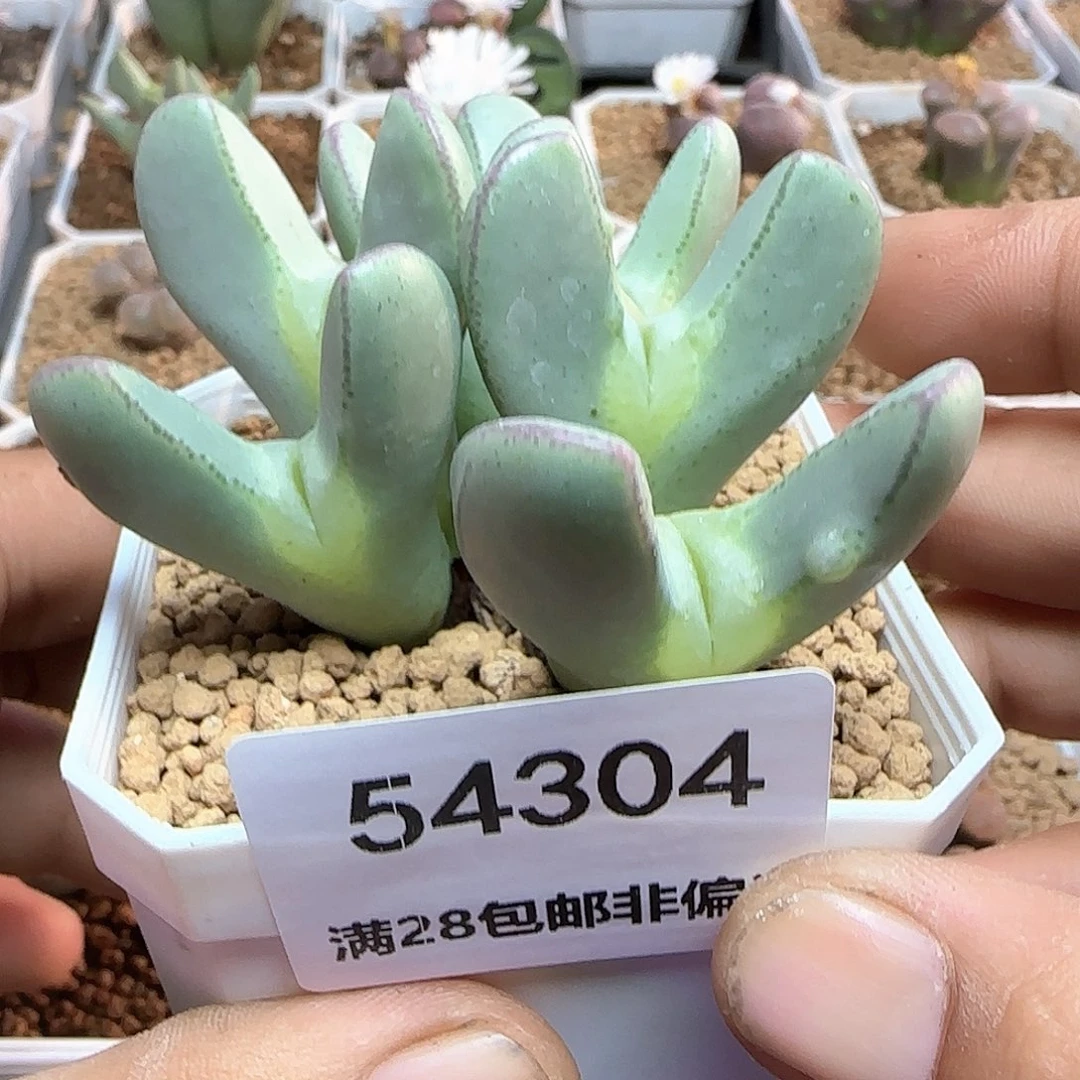*****哈哈哈哈哈哈哈54304