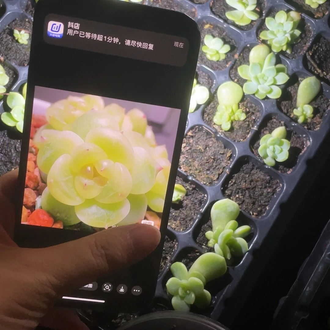 803 中苗穴一个满25包邮