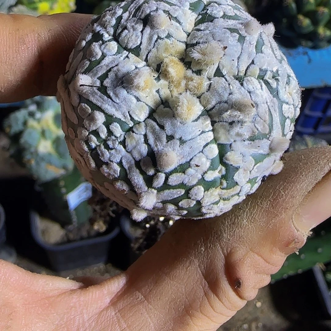 五瓣v都796仙人球开花
