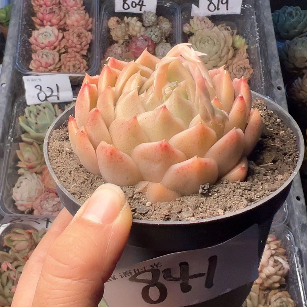 841，带盆带土发货