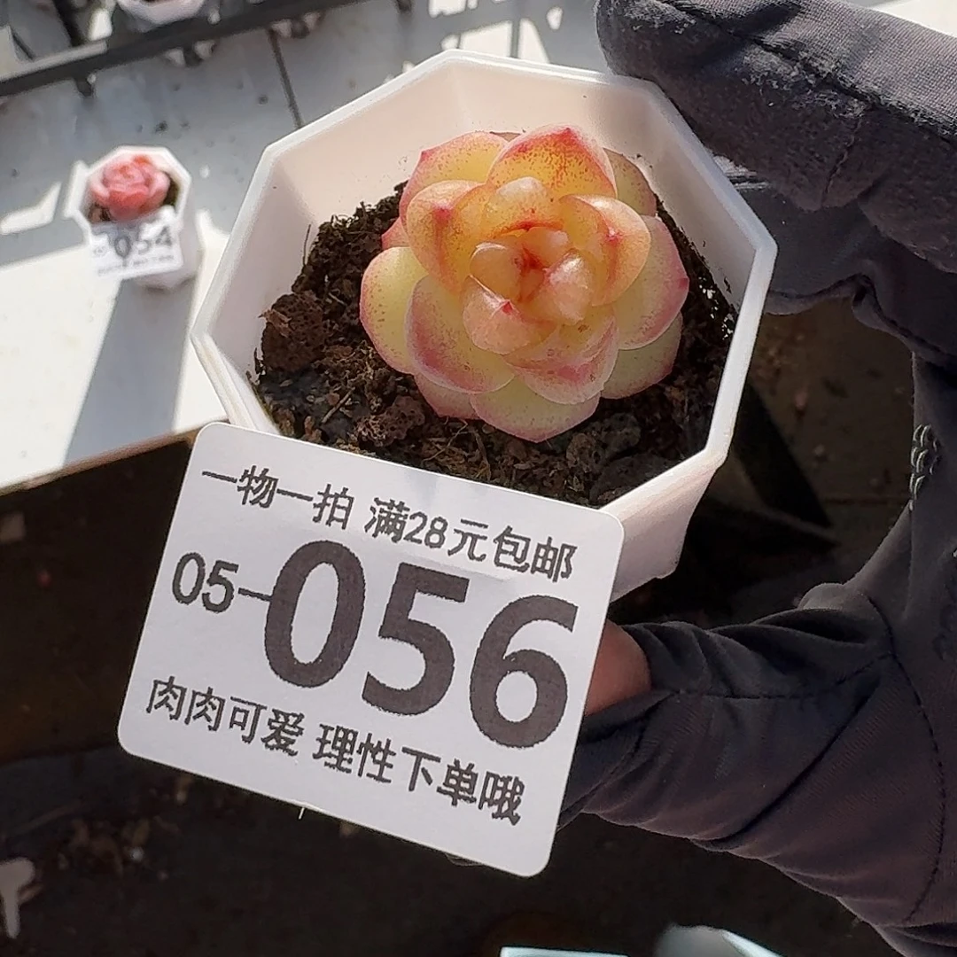 恶魔之泪无盆土发货无