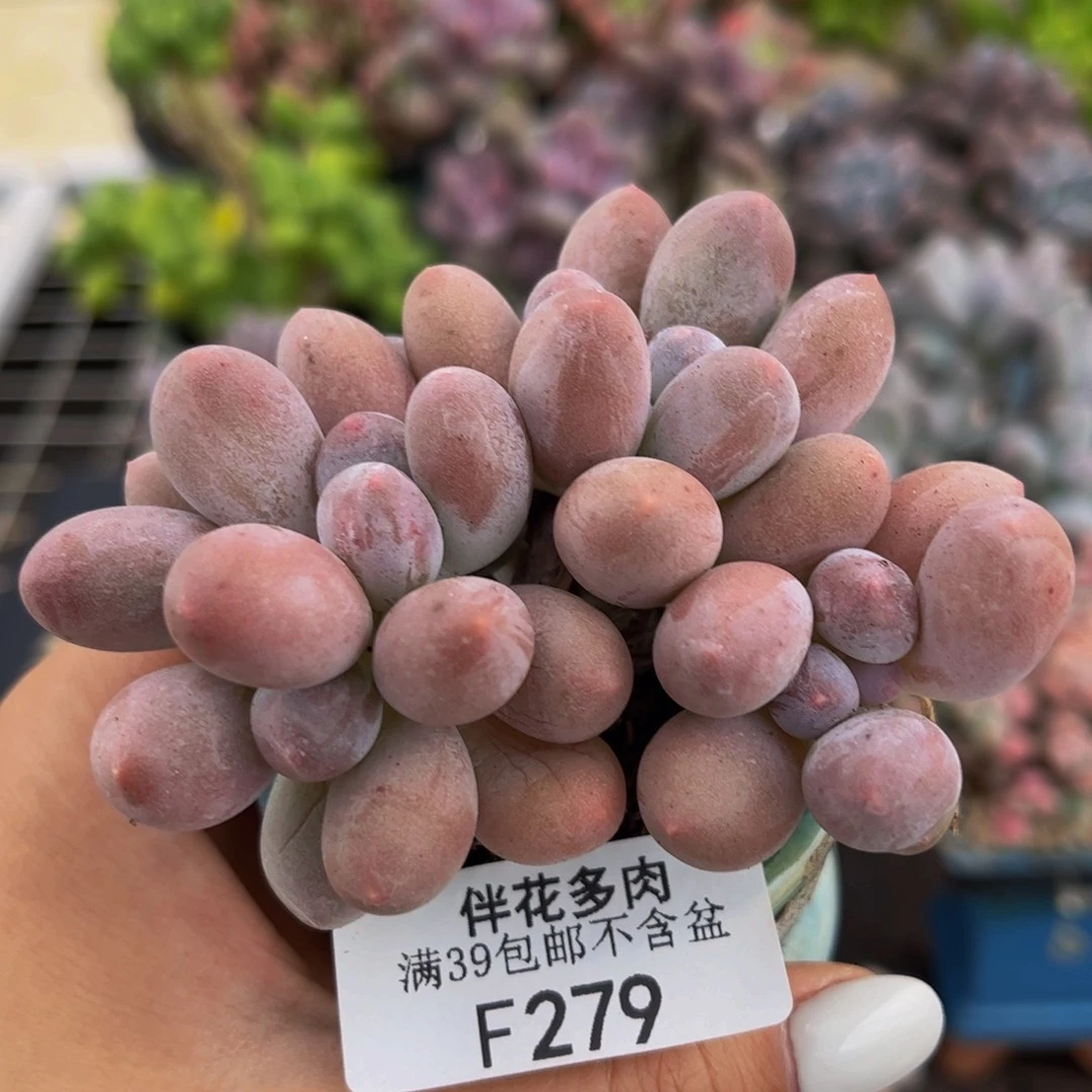 279-汤圆多肉6cm多肉