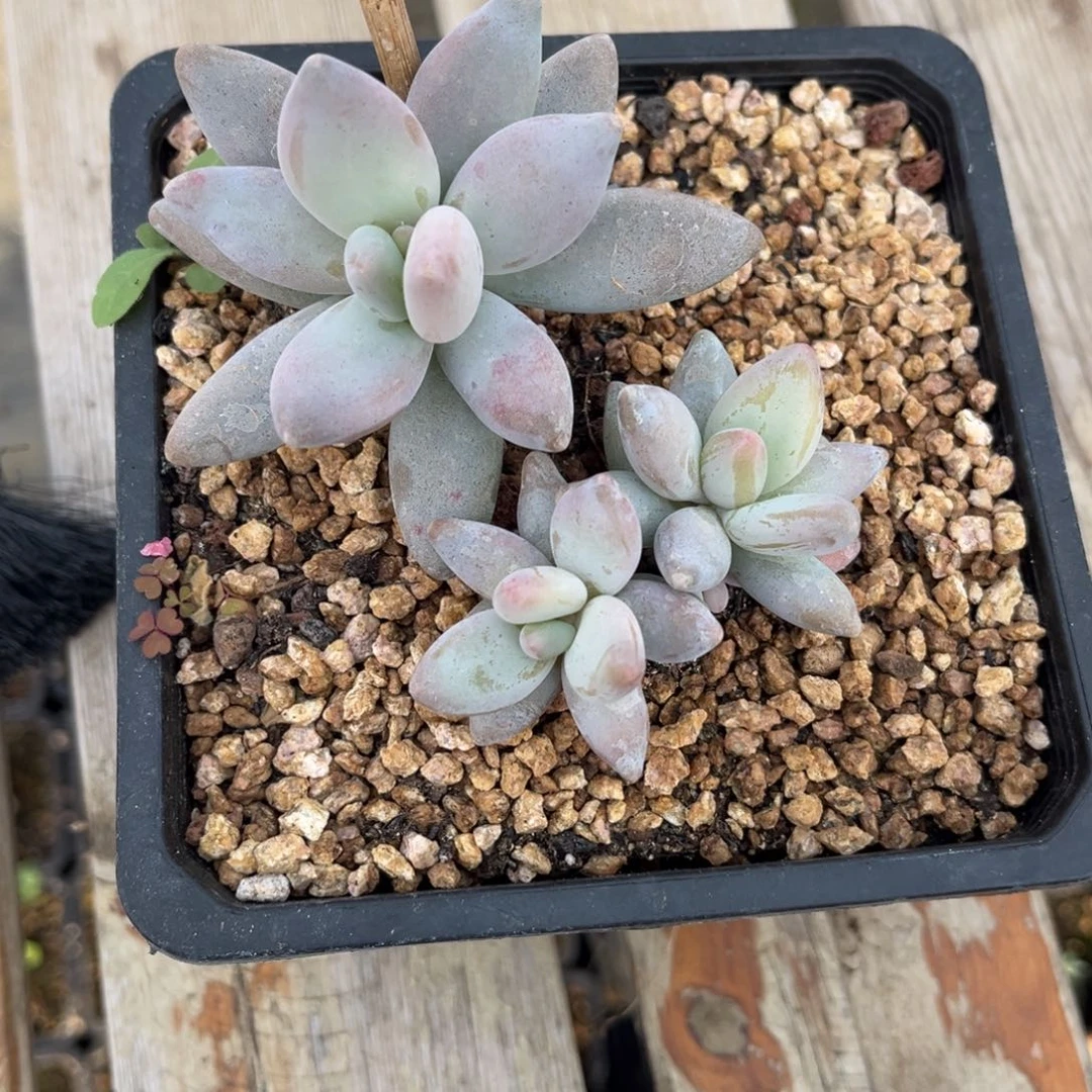 多肉植物企鹅多肉