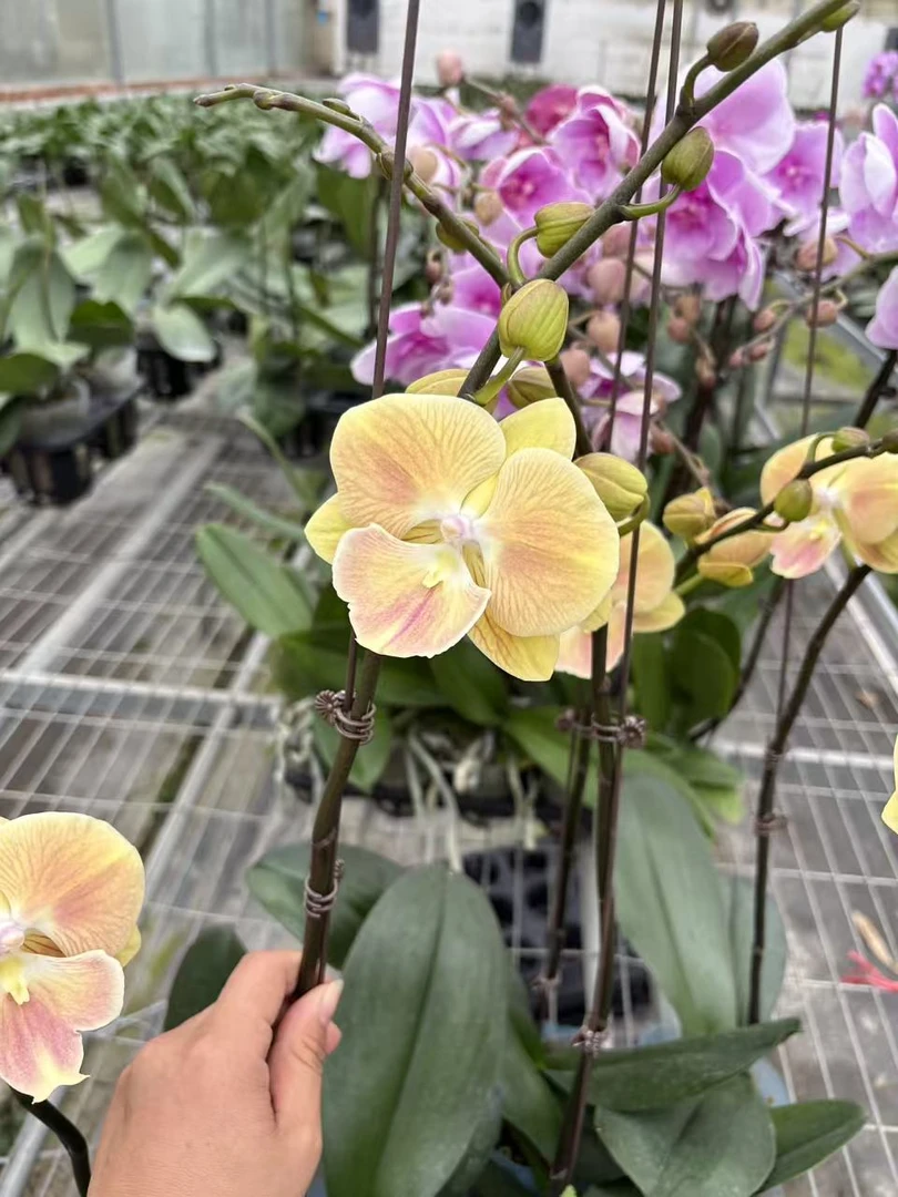 蝴蝶兰 桑巴军团 3.5寸杯 单花剑带花带花苞