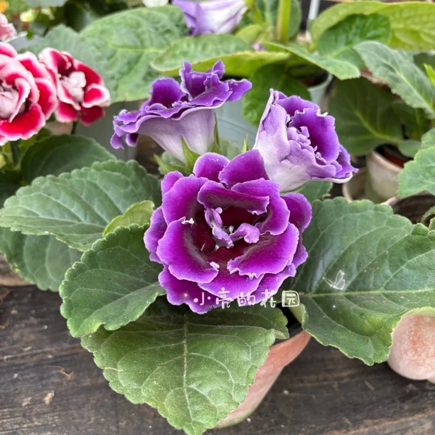 【丝绒紫】重瓣大岩桐芙蓉花多年生四季开