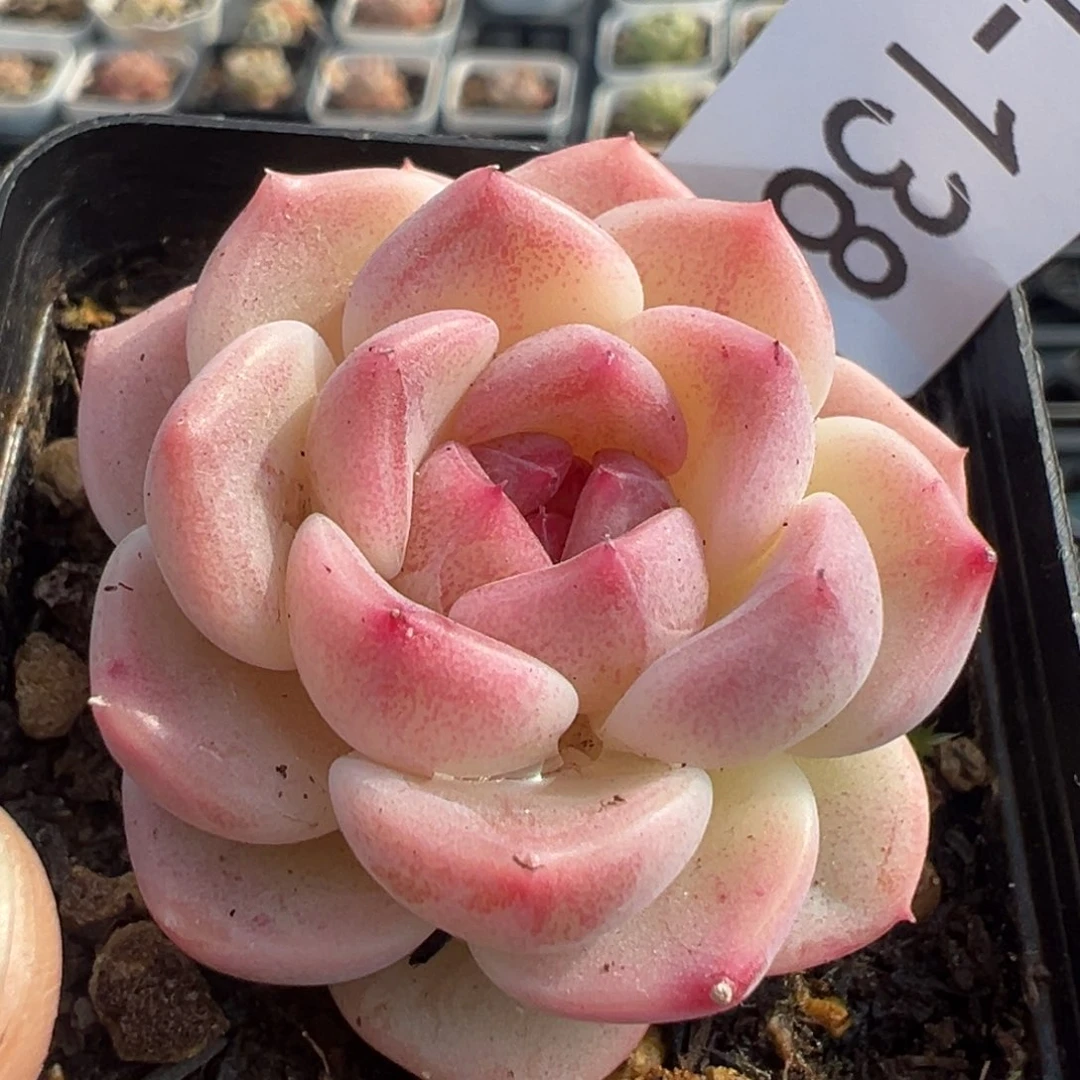 小卡拉米糖心一物一拍4-138