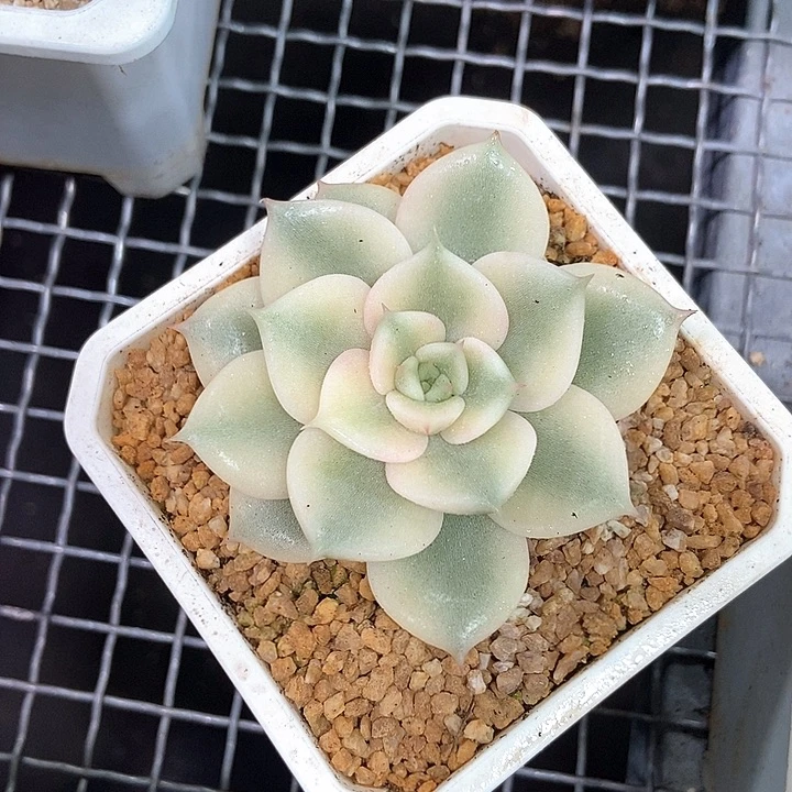 贝加尔湖锦多肉植物
