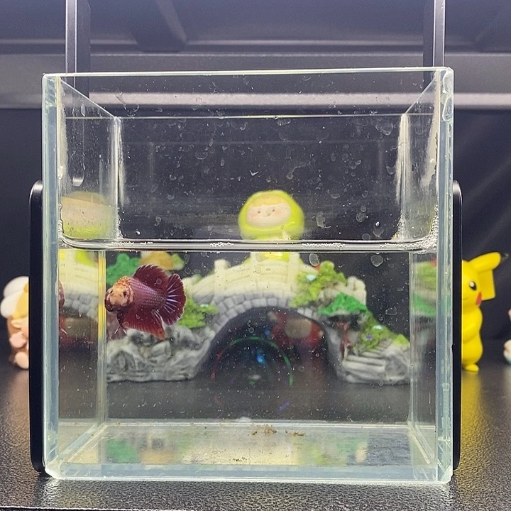 海水鱼紫色电摇将军