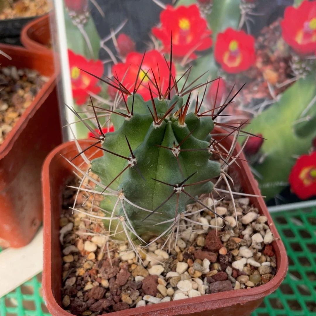 鹿角柱实生仙人球水牛角少刺虾