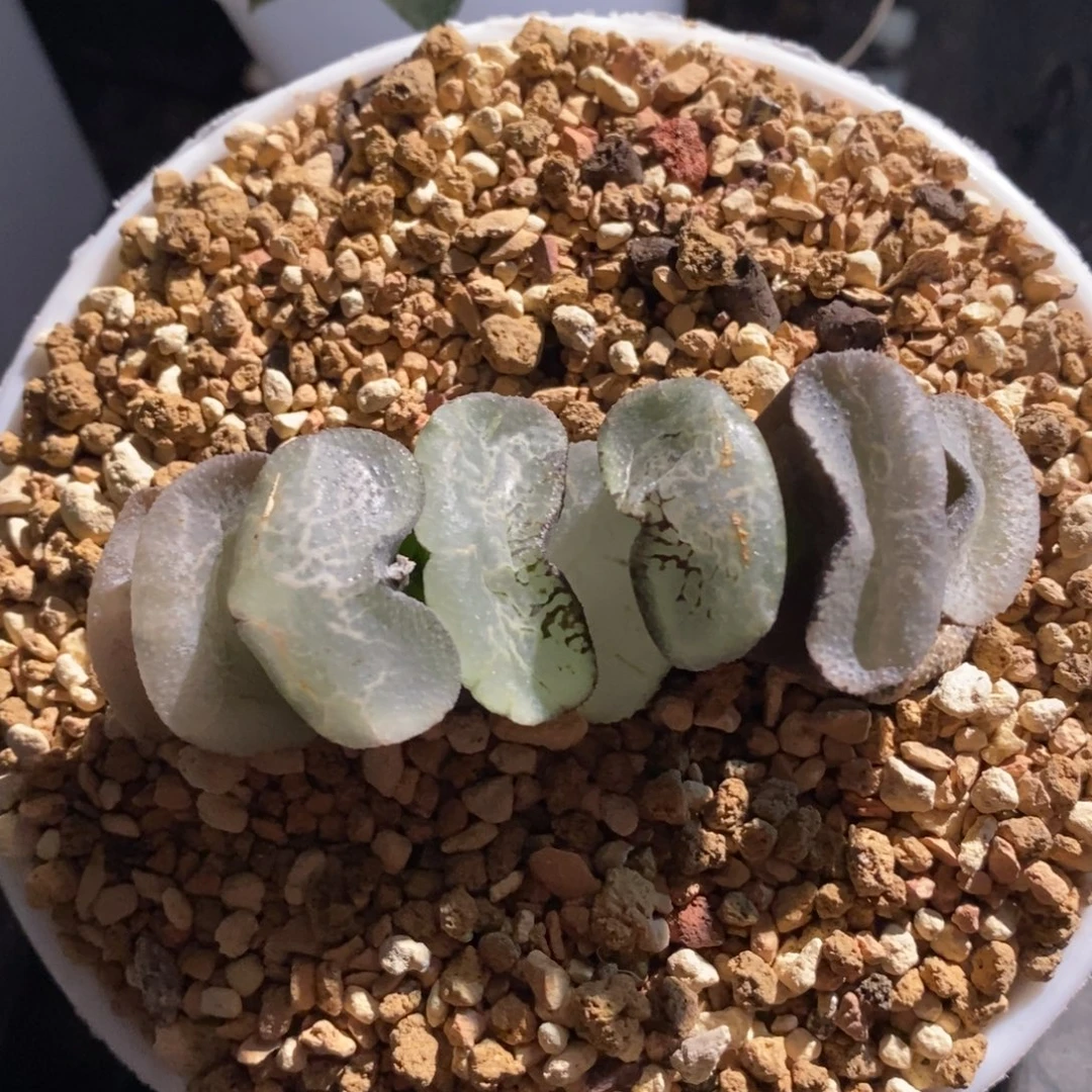 一颗大宽叶浮躁玉扇