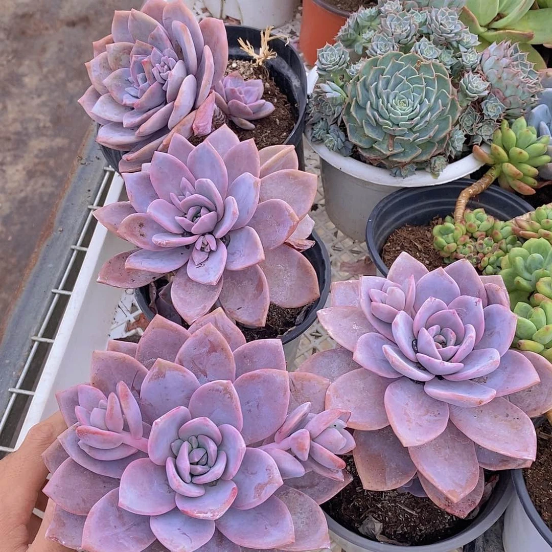 红茶大单头老桩两盆多肉