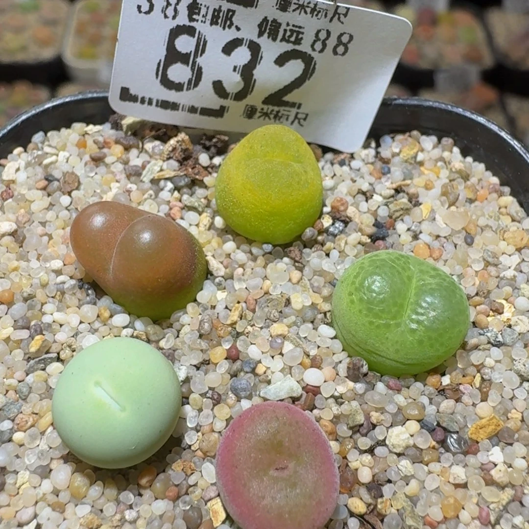 Sssss精品生石花832
