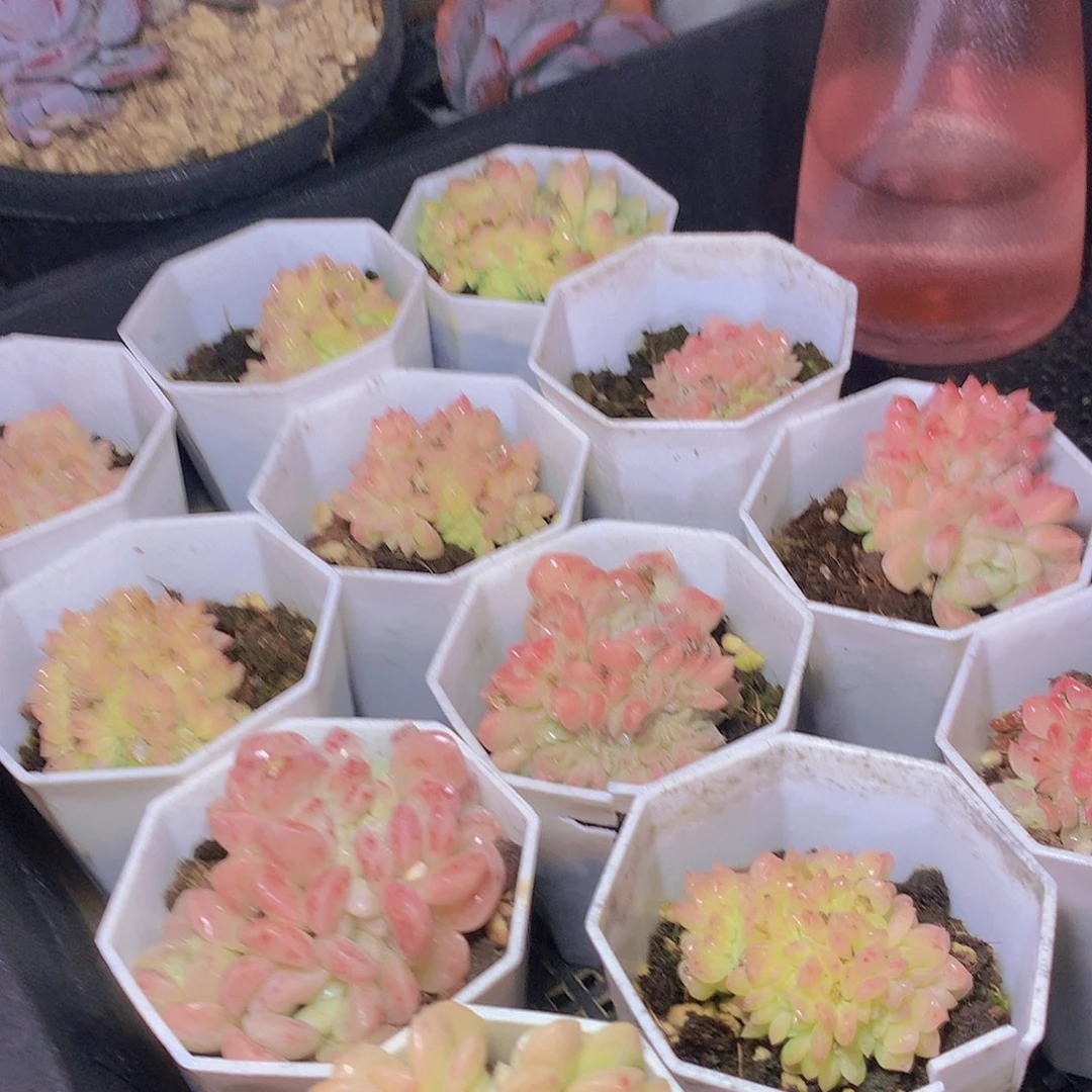 冰玉杂缀化2456778999999