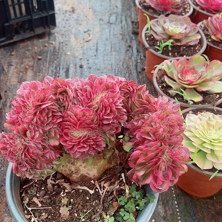 荔枝缀白盆多肉植物