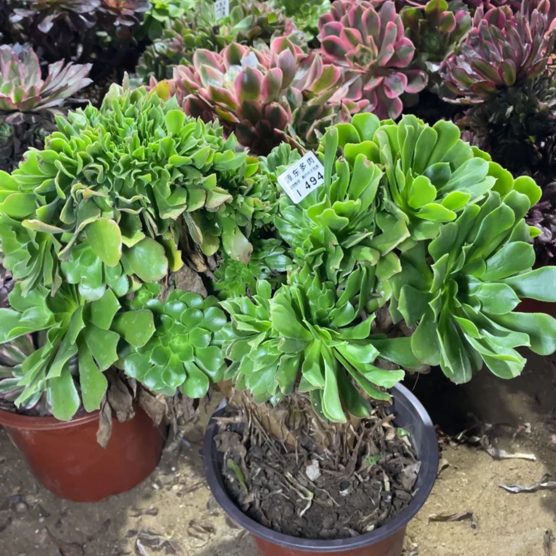 494绿杨蓉缀多肉法师断枝不包