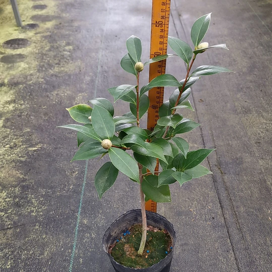 完全开放墨川有花苞