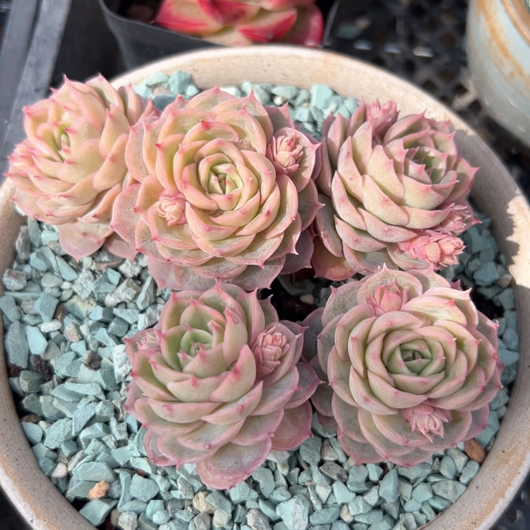 昂斯洛（满38包邮）多肉