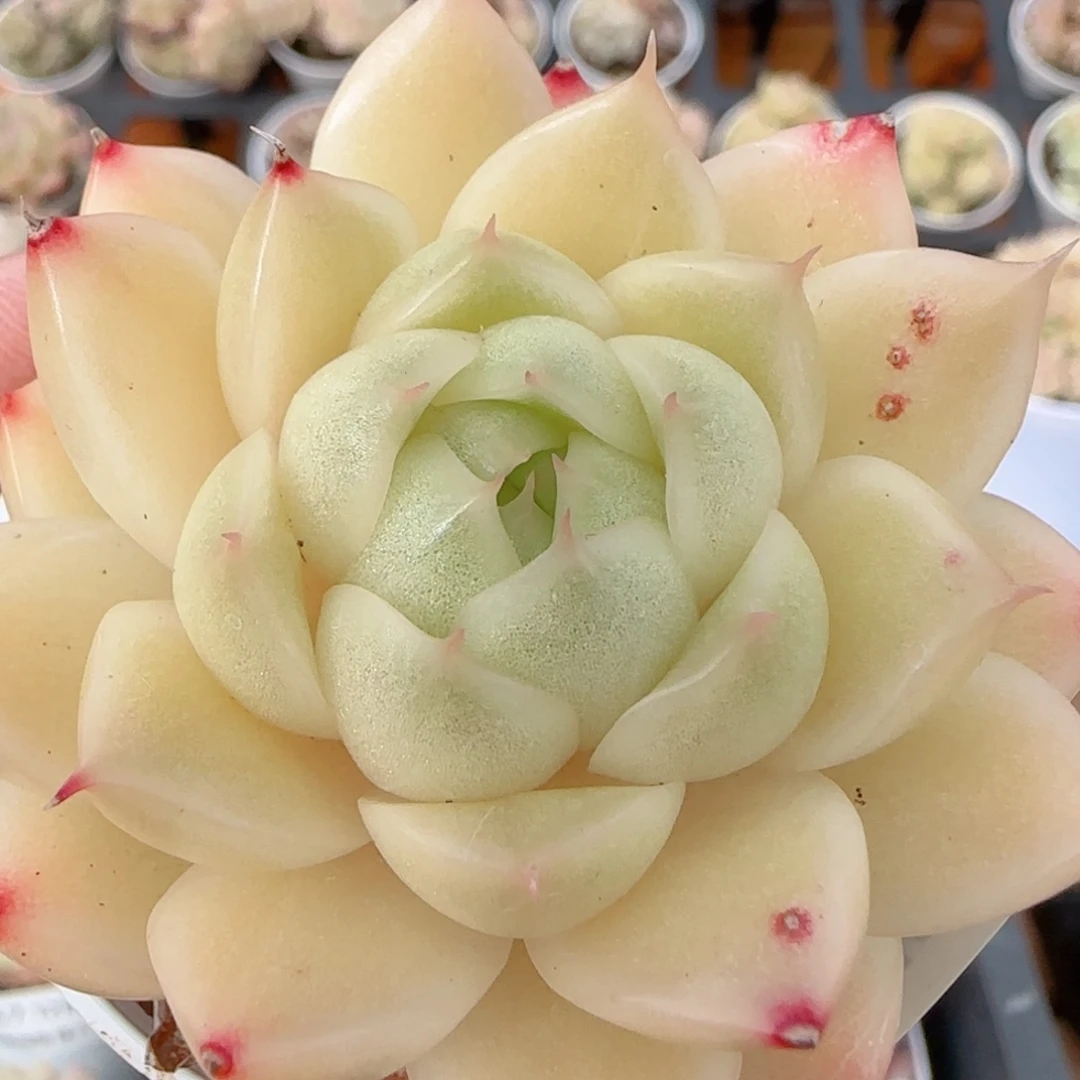 花语多肉1224-361