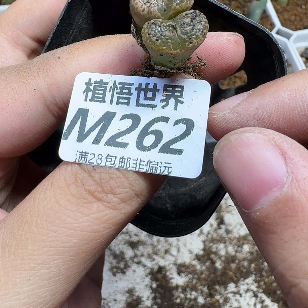 多肉植物的人rnmmm