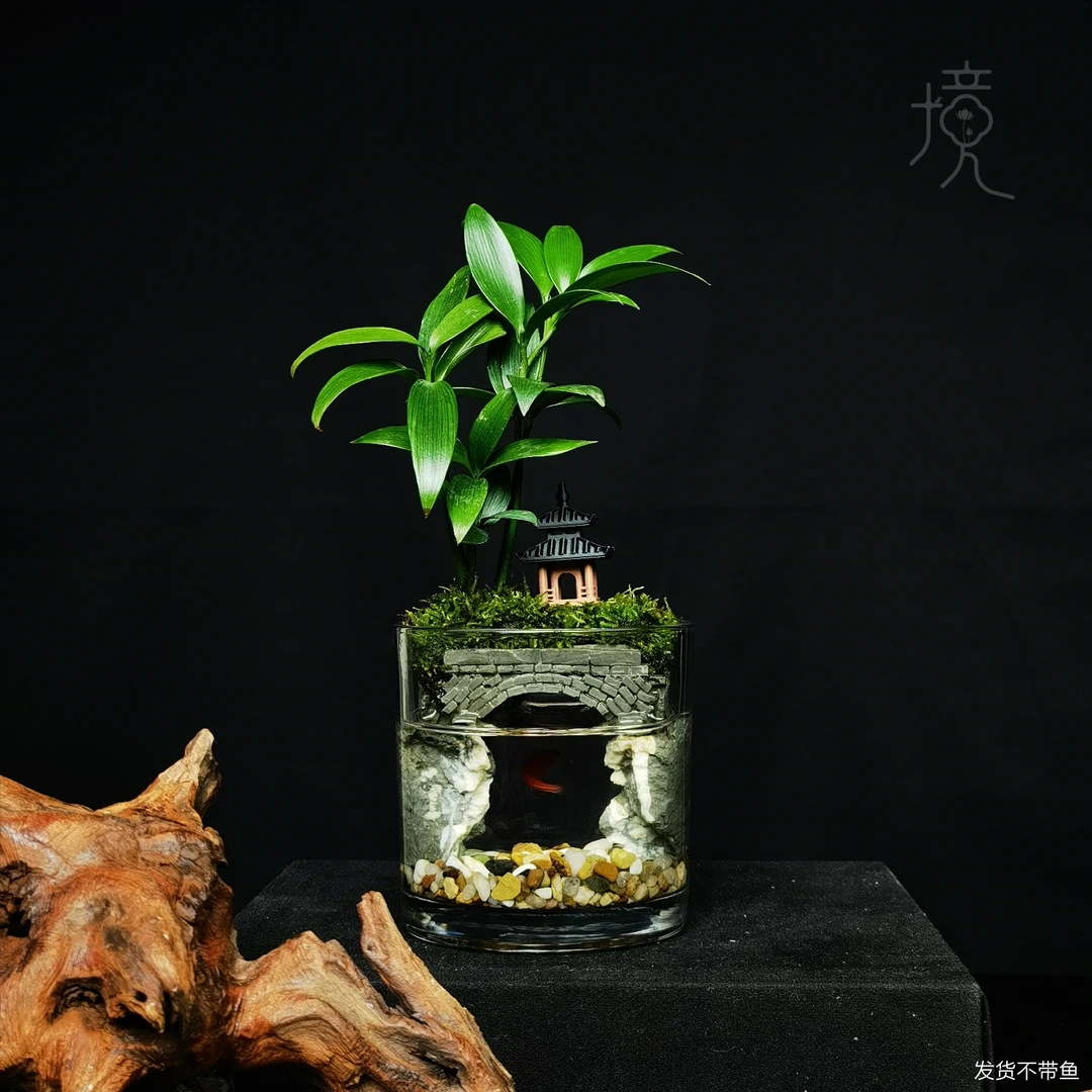 [江南3.0-W]竹柏成品创意真绿植苔藓室内桌面微景观山水缸10*10cm