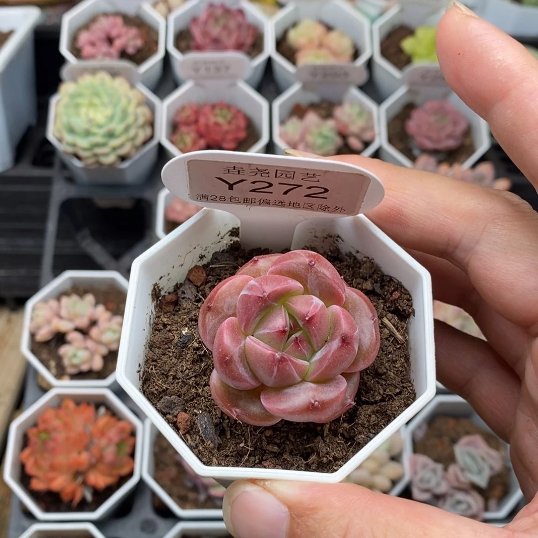 0272 蜘蛛侠 3.5cm