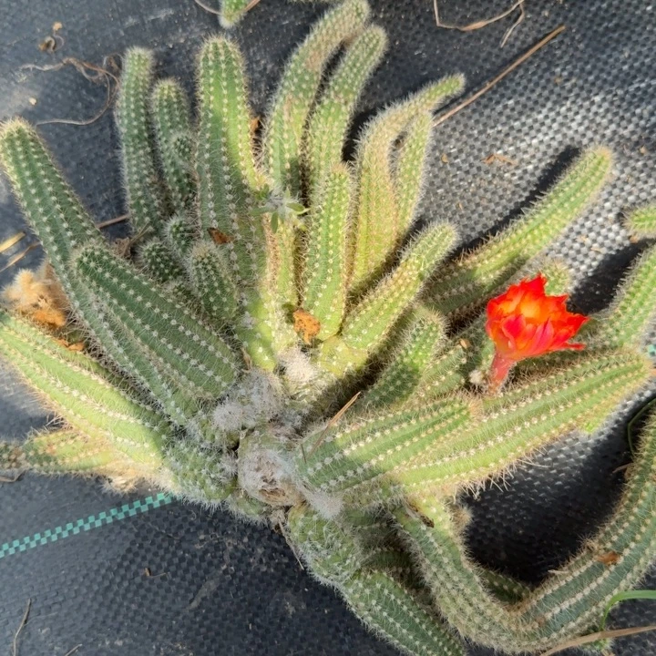 白檀仙人掌群生一群550