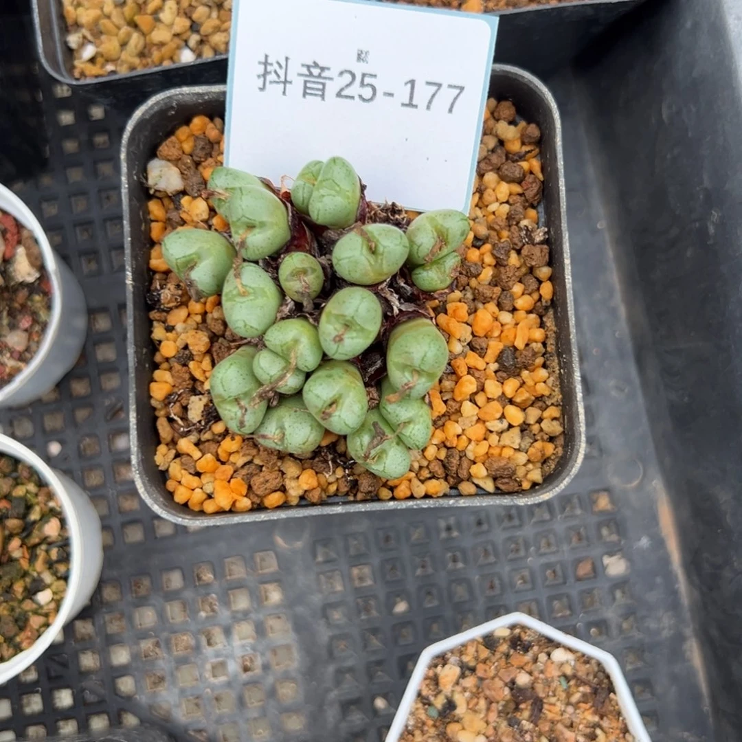 25-177肉锥多肉植物