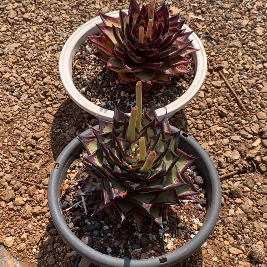 【闪购商品】透***311-05