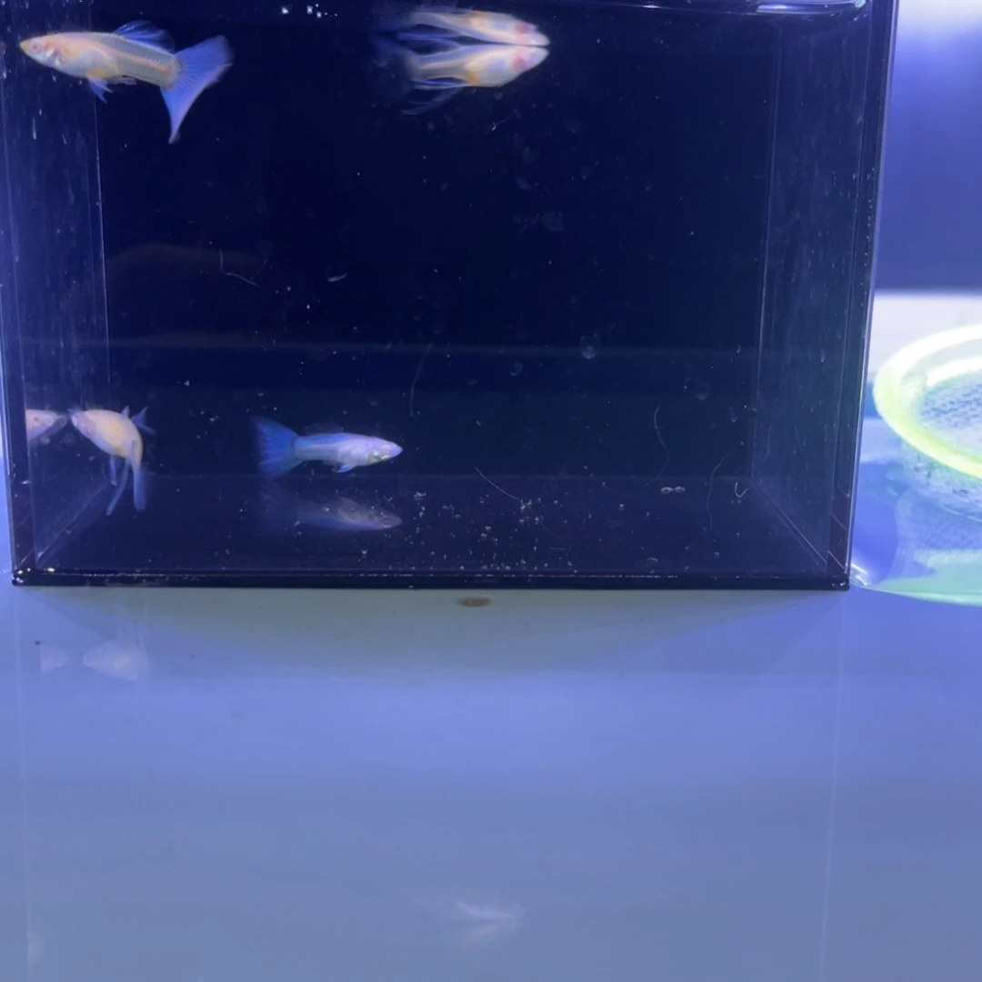 孔雀鱼蓝白大c两对开箱视频报损