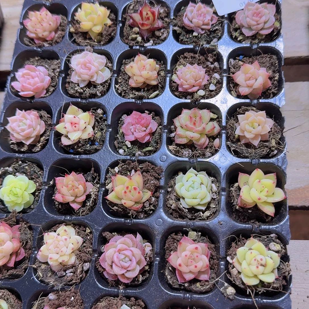 直播福利一物一拍519