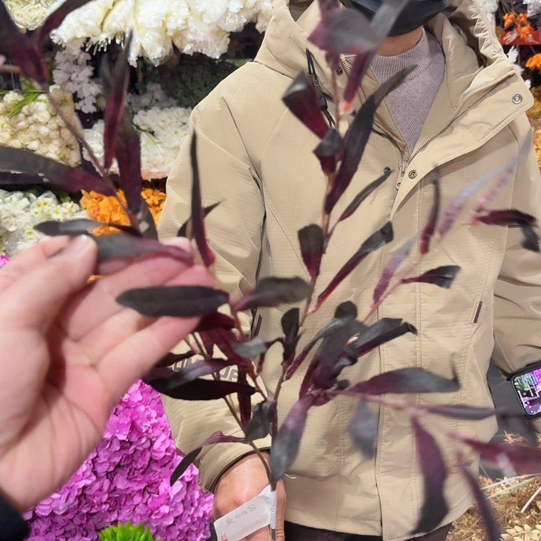 670号黑红叶子10支