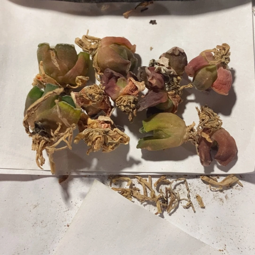 31140 一颗小鼻嘎万象 点赞福利