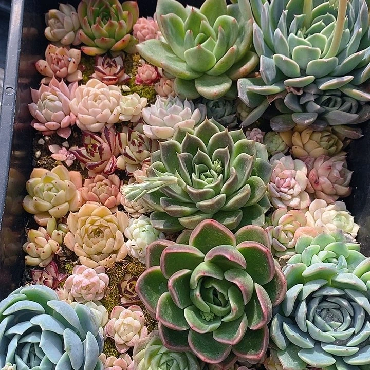 185 多肉植物盆栽花卉盆栽