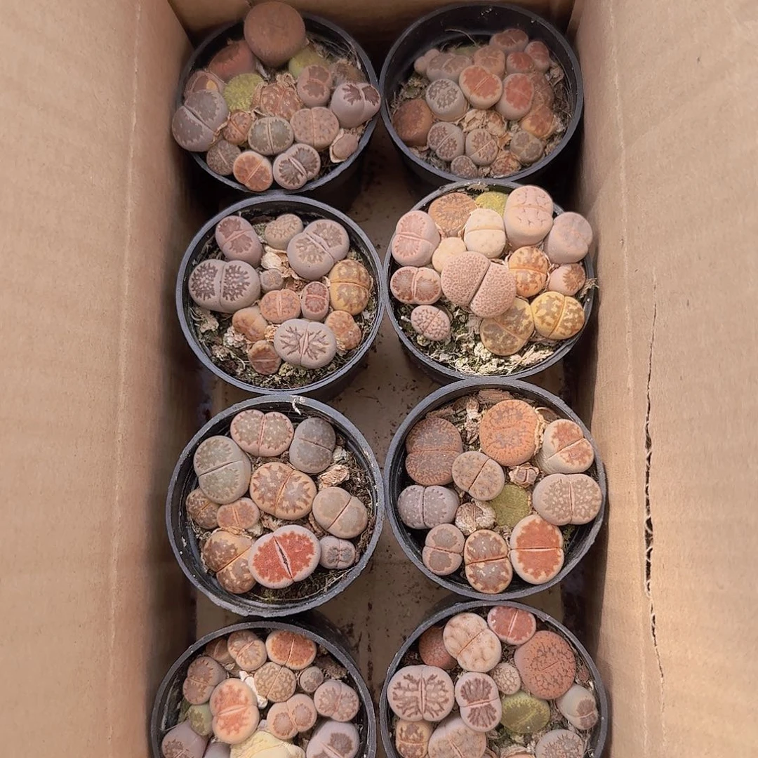 生石花喜欢的去拍