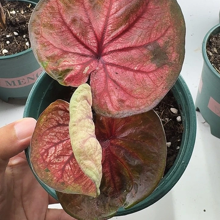 不开花植物泰彩实生