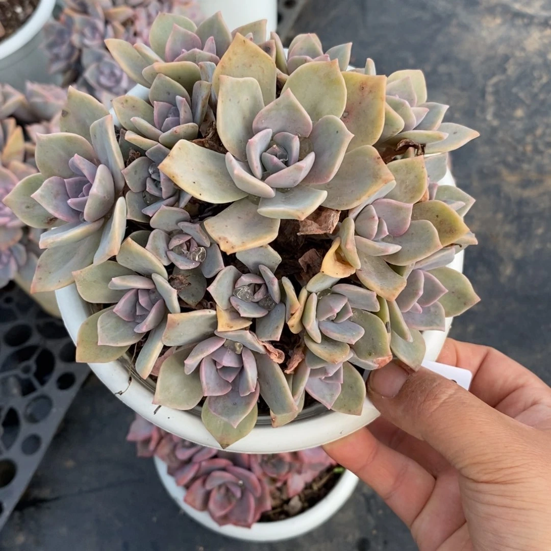 圆***媛2403彩虹糖一物一拍