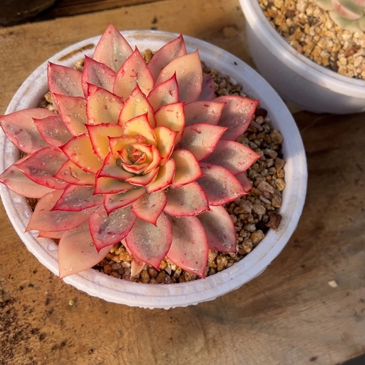 月光女神锦 夏鸣园艺