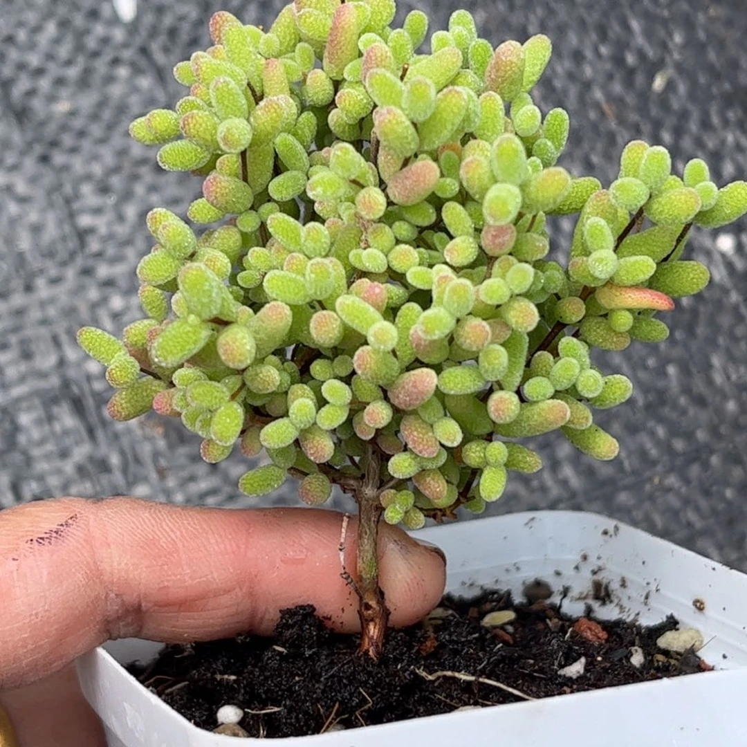 蜜桔糖球优选枝干