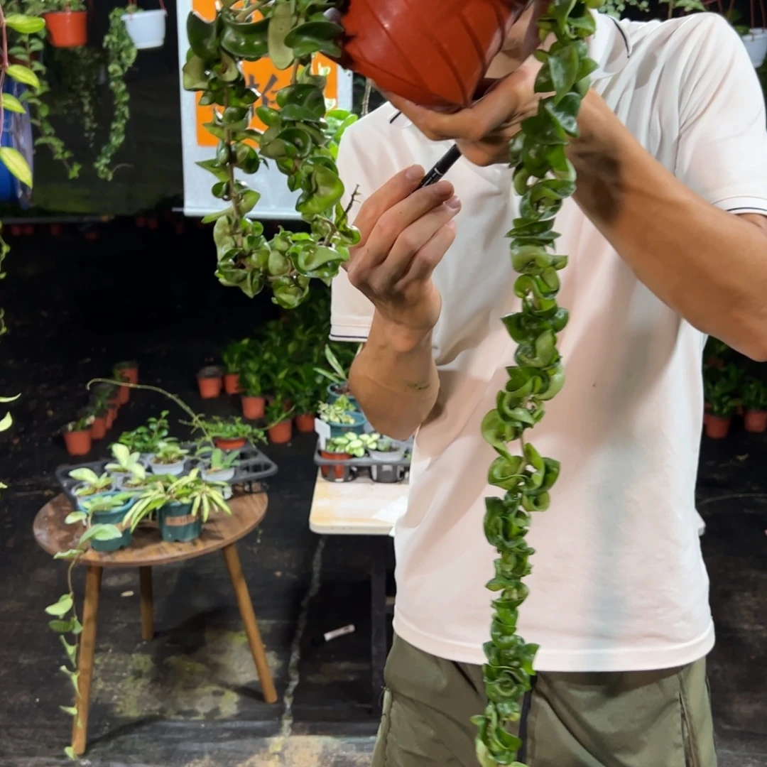 壹***·无花朵卷叶球兰超大苗