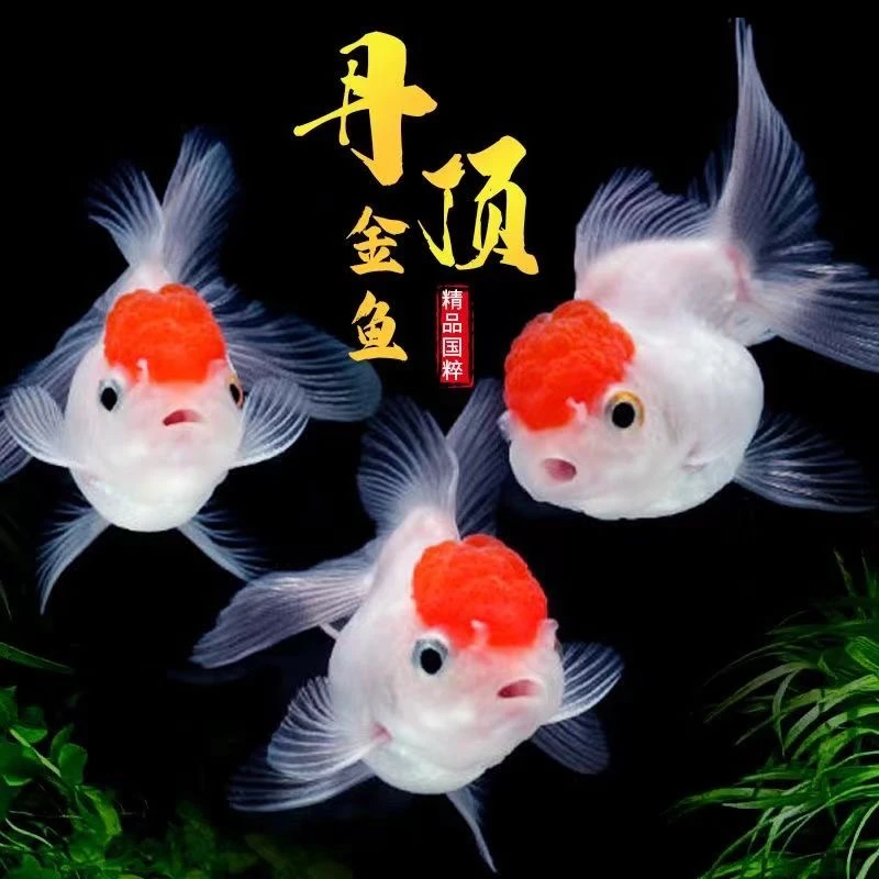 ［无开箱视频不售后］直播改价/一物一拍链接/以直播展示为准