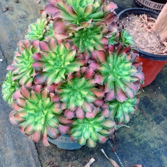 多肉植物韶华380